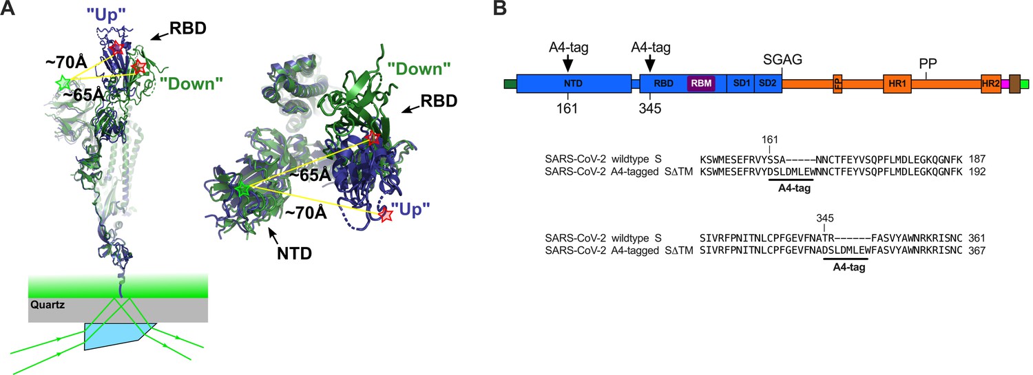 美国麻省大学医学院的James Munro团队应用单分子荧光共振能量转移（smFRET）和荧光相关光谱（FCS）技术揭示了新冠病毒(SARS-CoV-2)入侵呼吸道上皮细胞的分子机制。